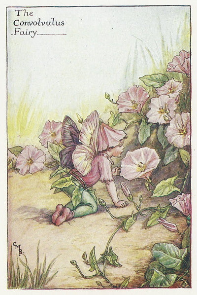 Weeds Convolvulus Fairy old print for sale