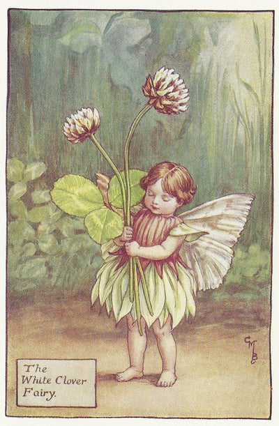 Flowers White Clover Fairy old print for sale