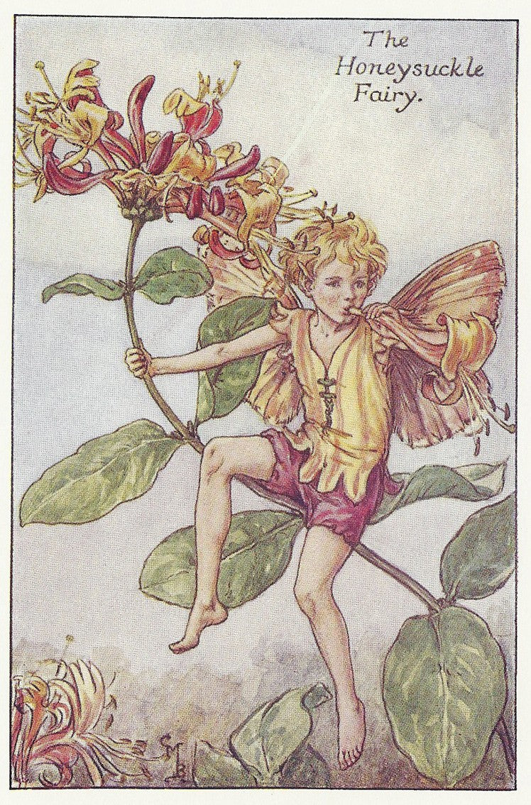 Honeysuckle Flower Fairies original print for sale