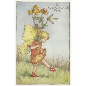 Flowers Bird's Foot Trefoil Flower Fairy vintage print for sale