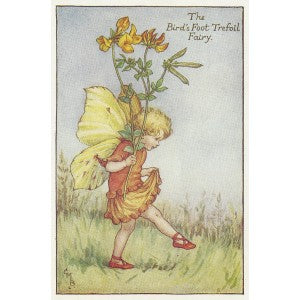 Flowers Bird's Foot Trefoil Fairy print for sale