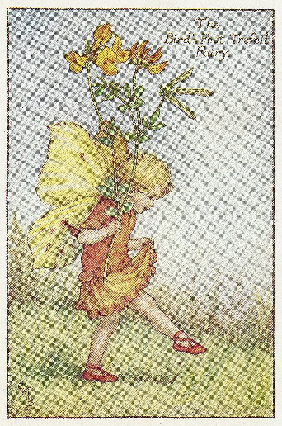 Flowers Bird's Foot Trefoil Flower Fairy vintage print for sale