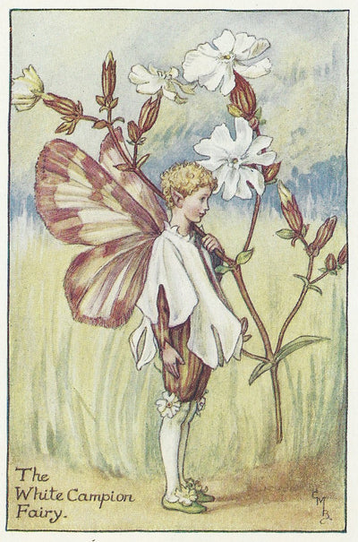 White Campion Flower Fairy guaranteed original vintage print for sale