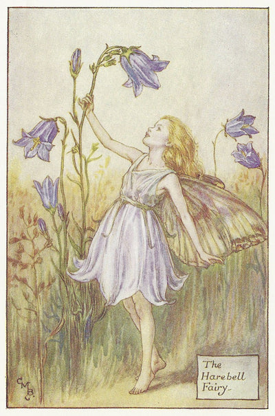 Flower Fairies Harebell Fairy old print for sale