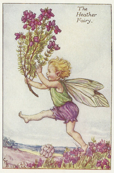Heather Fairy Fairies of Summer old print for sale