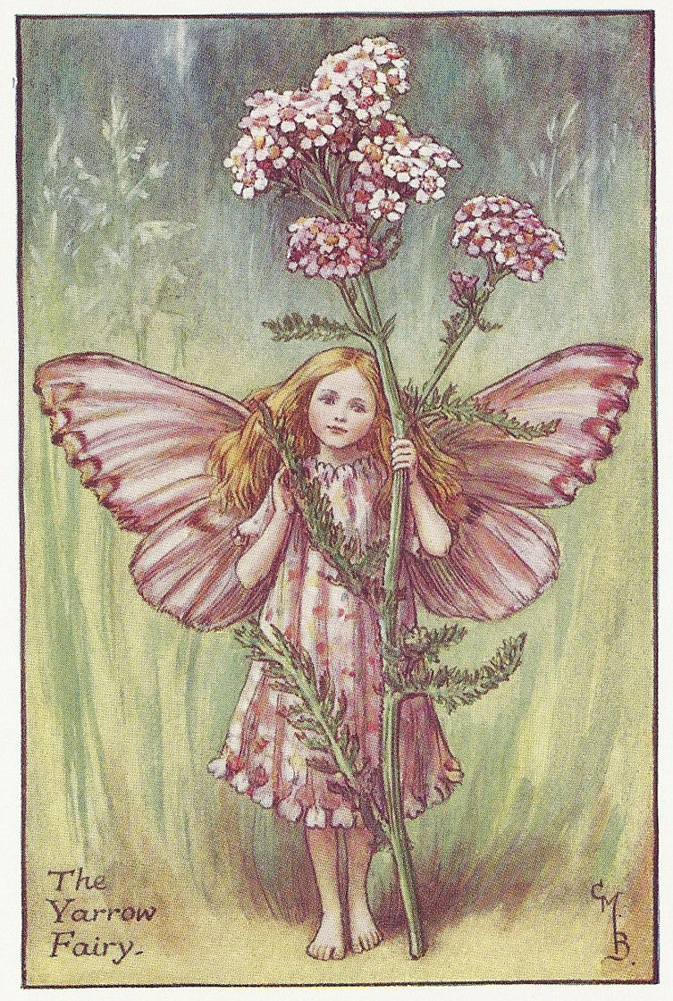 Flowers Yarrow Fairy old original vintage print
