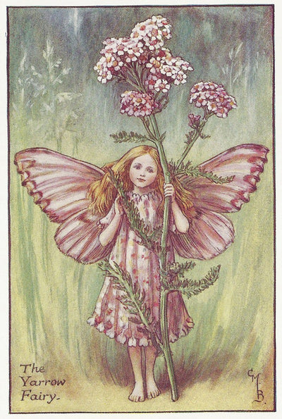 Flowers. The Yarrow Flower Fairy guaranteed original vintage print