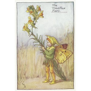 Flower Toadflax Fairy original old print for sale