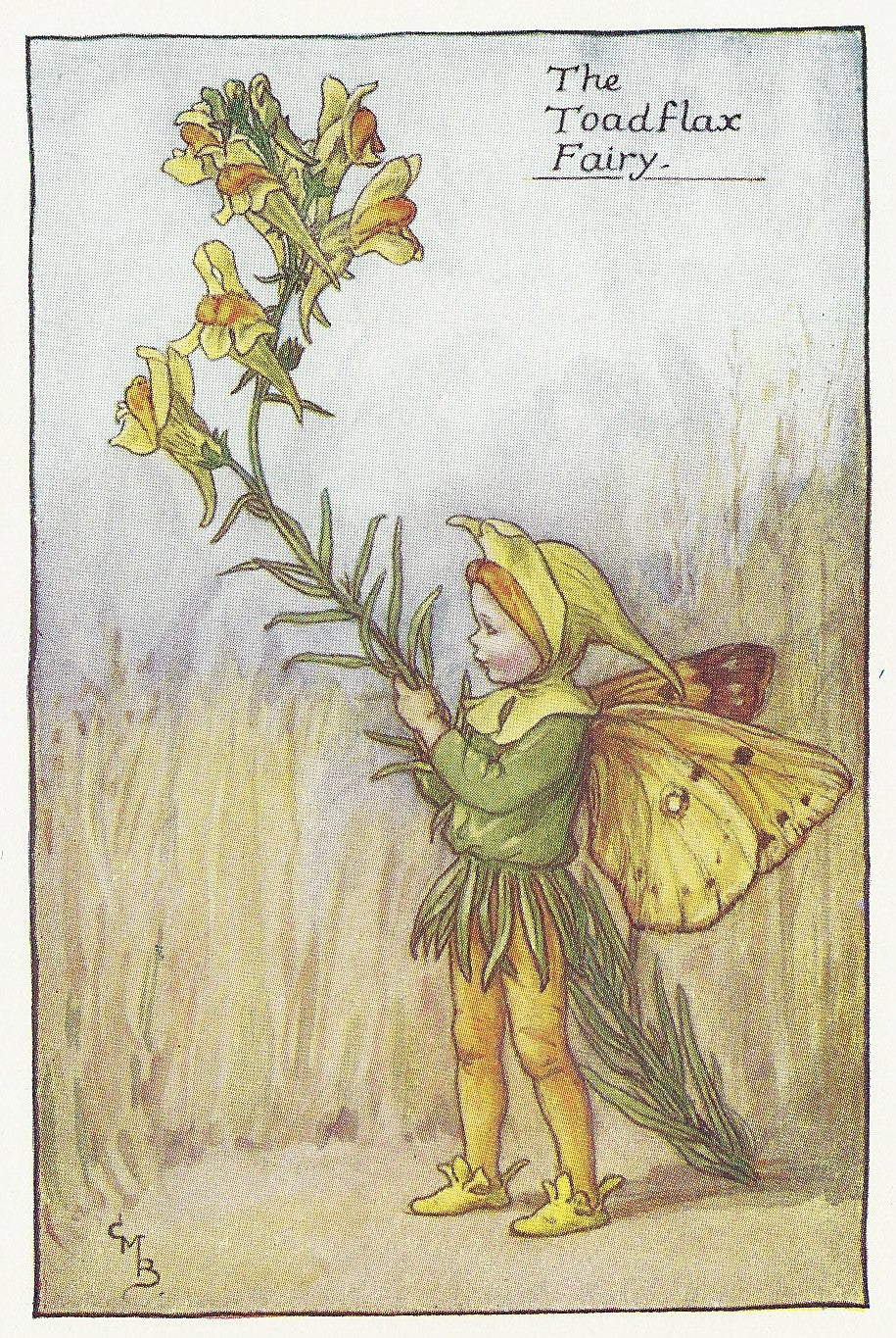 Flower Toadflax Fairy original old print for sale