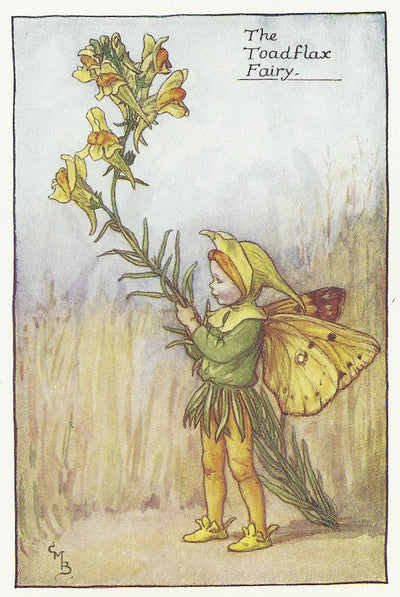 Toadflax Flower Fairy guaranteed original vintage print for sale