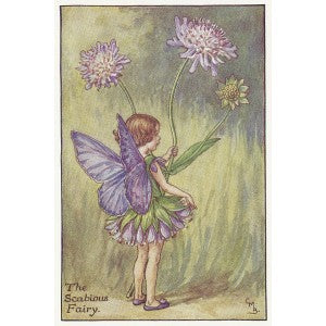 Flowers Scabious Fairy old original print for sale