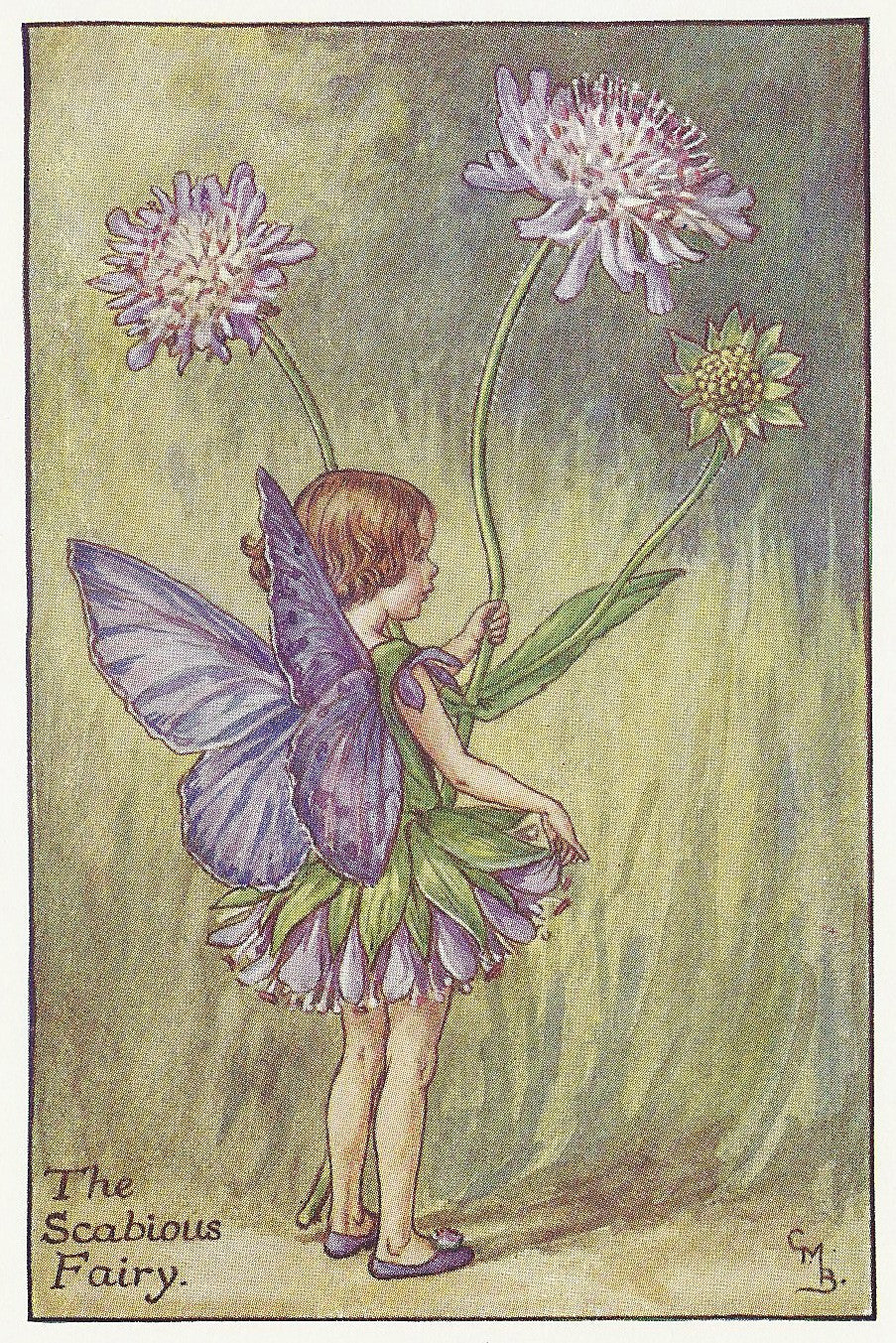Flowers Scabious Fairy old original print for sale