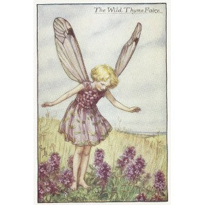 Flowers. Wild Thyme Flower Fairy guaranteed original vintage print