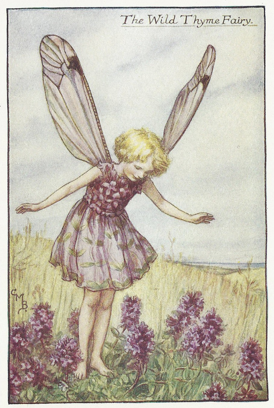 Flowers Wild Thyme Fairy original vintage print