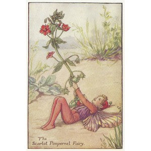 Flowers Scarlet Pimpernel Fairy original old print