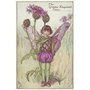 Greater Knapweed Flower Fairy guaranteed original vintage print