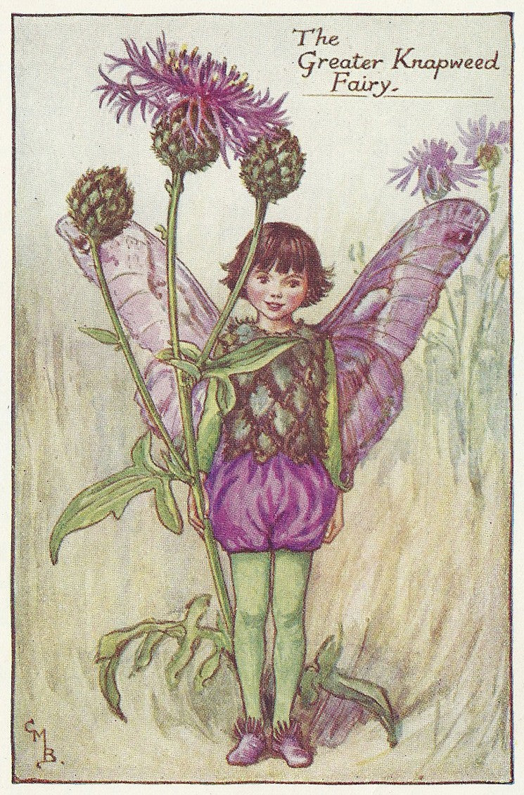 Greater Knapweed Flower Fairy guaranteed original vintage print