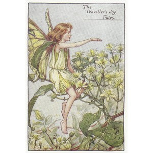 Flowers Traveller's Joy Fairy guaranteed vintage print for sale