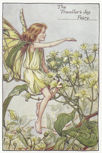 Flowers Traveller's Joy Fairy guaranteed vintage print for sale