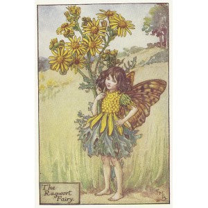 Flowers Ragwort Fairy original old print for sale