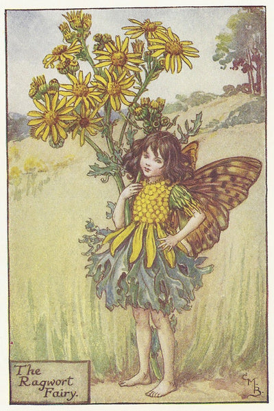 Flowers Ragwort Fairy original old print for sale