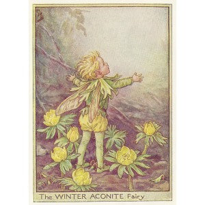 Winter Aconite Flower Fairy guaranteed original vintage print for sale