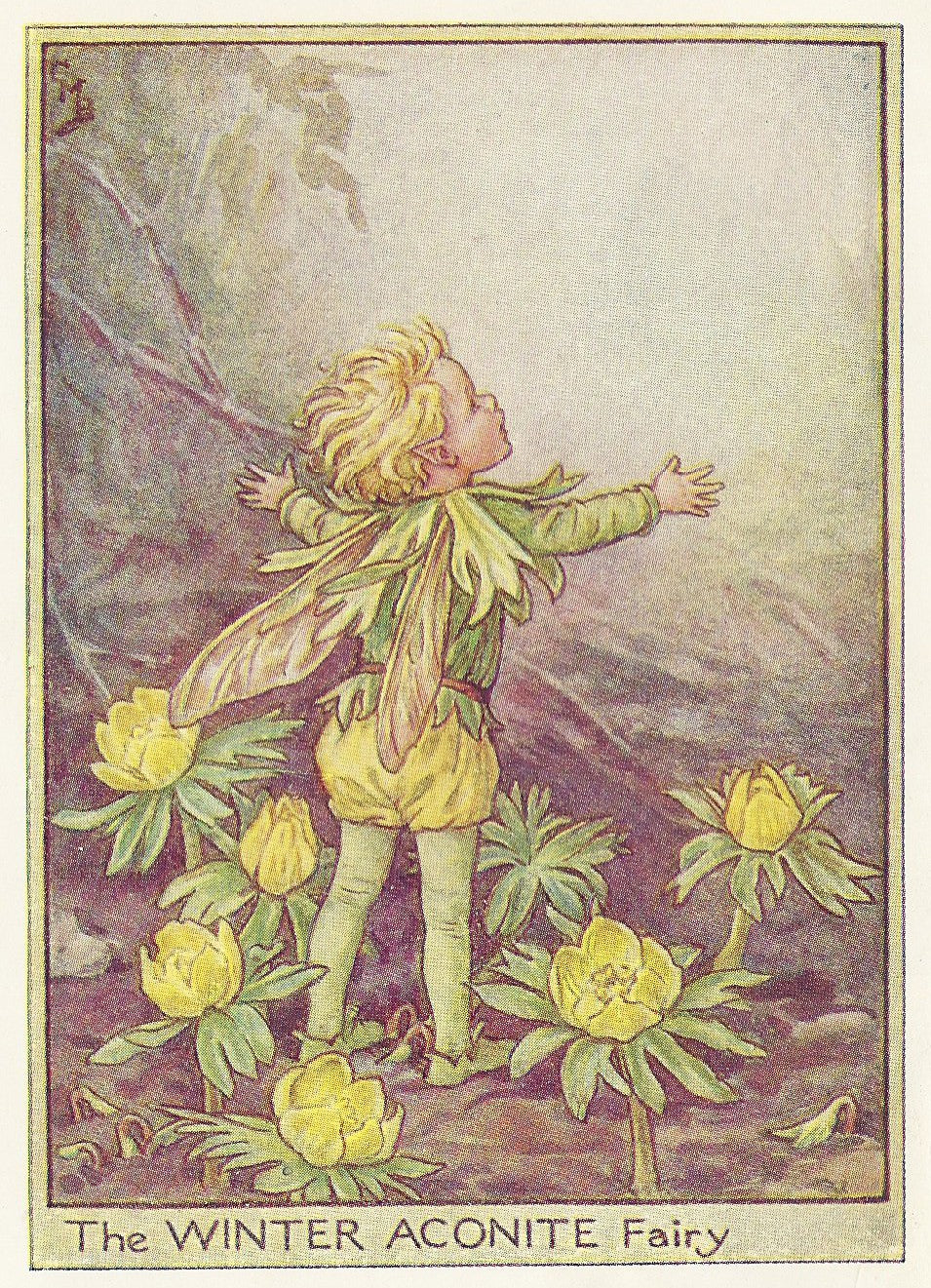 Winter Aconite Flower Fairy guaranteed original vintage print for sale