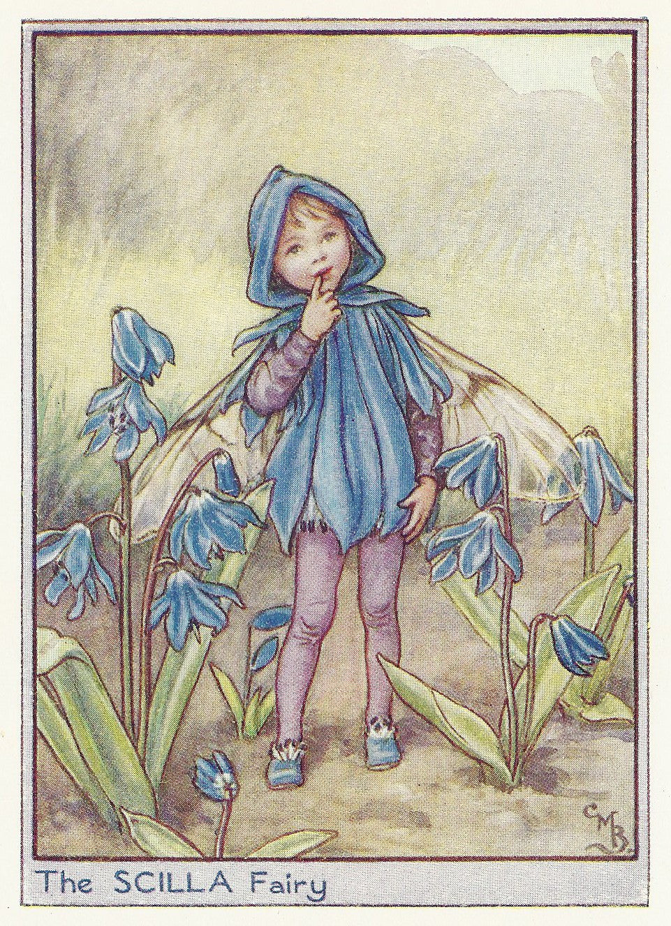 Scilla flower Fairy guaranteed vintage print for sale