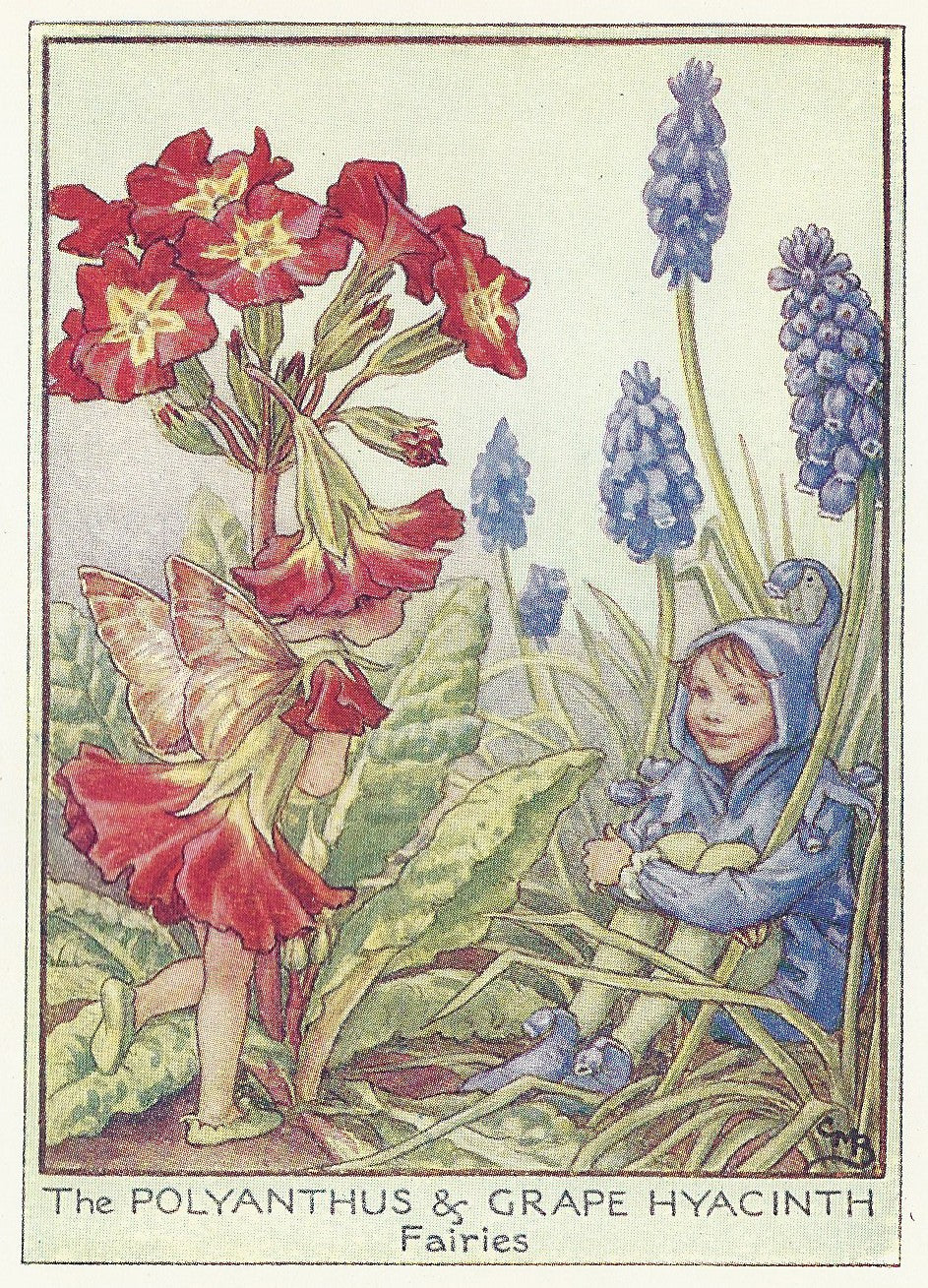 Flower Fairies Polyanthus & Grape Hyacinth Fairy vintage print