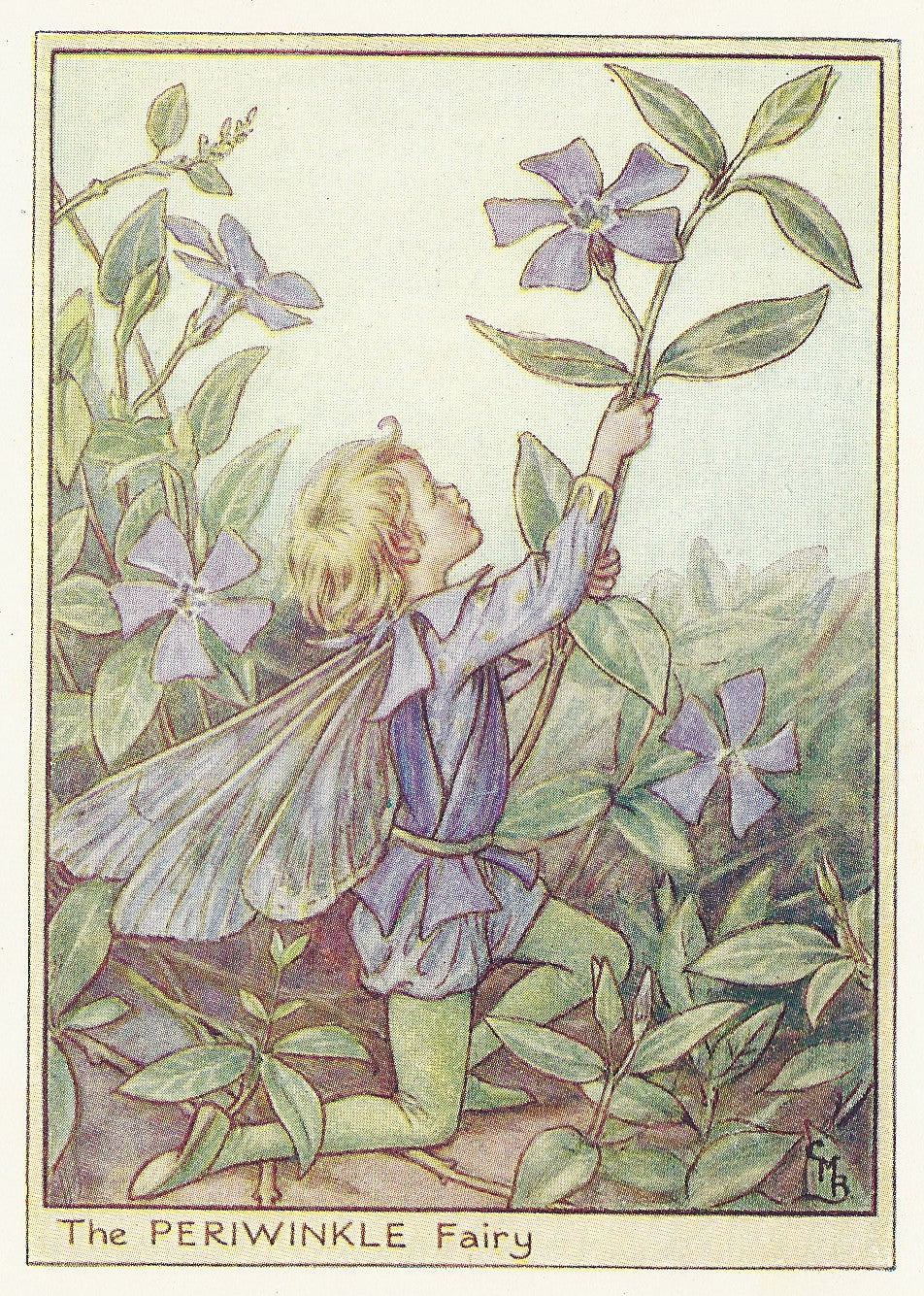 Periwinkle Flower Fairy old print for sale