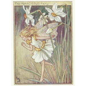 Narcissus Flower Fairy guaranteed vintage print for sale