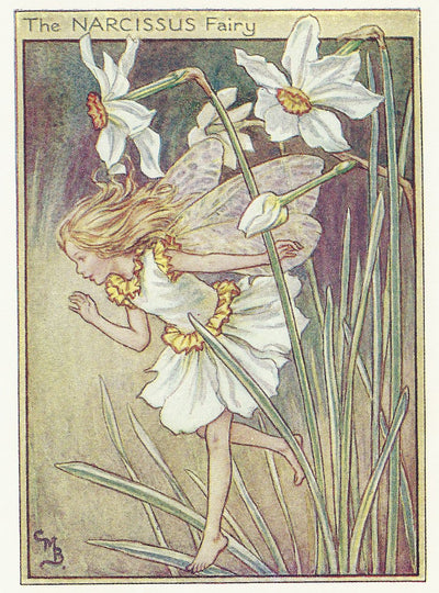Narcissus Flower Fairy guaranteed vintage print for sale