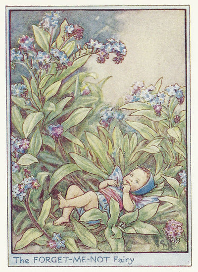 Forget-me-not Flower Fairy guaranteed vintage print