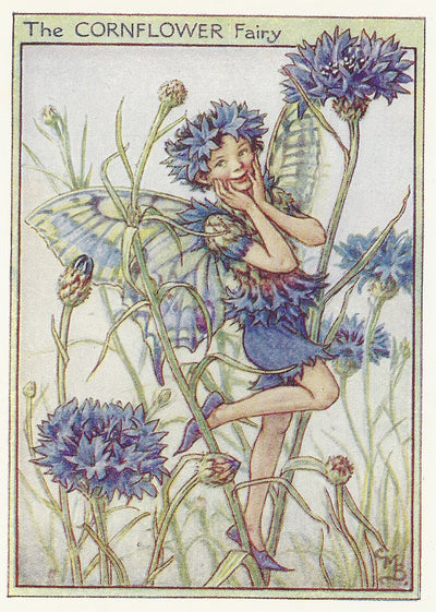 Cornflower Garden Flower Fairy vintage print for sale