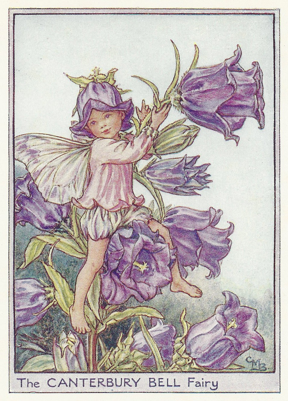 Canterbury Bell Flower Fairy vintage print