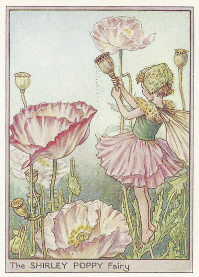 Poppy Fairy Garden Fairies original print for sale