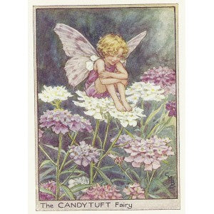 Flower Fairies of the Garden Candytuft Fairy guaranteed vintage print
