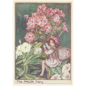 Phlox Flower Fairy guaranteed original vintage print