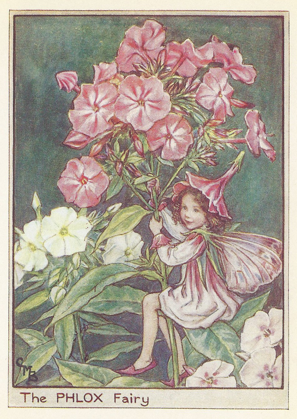 Phlox Flower Fairy guaranteed original vintage print