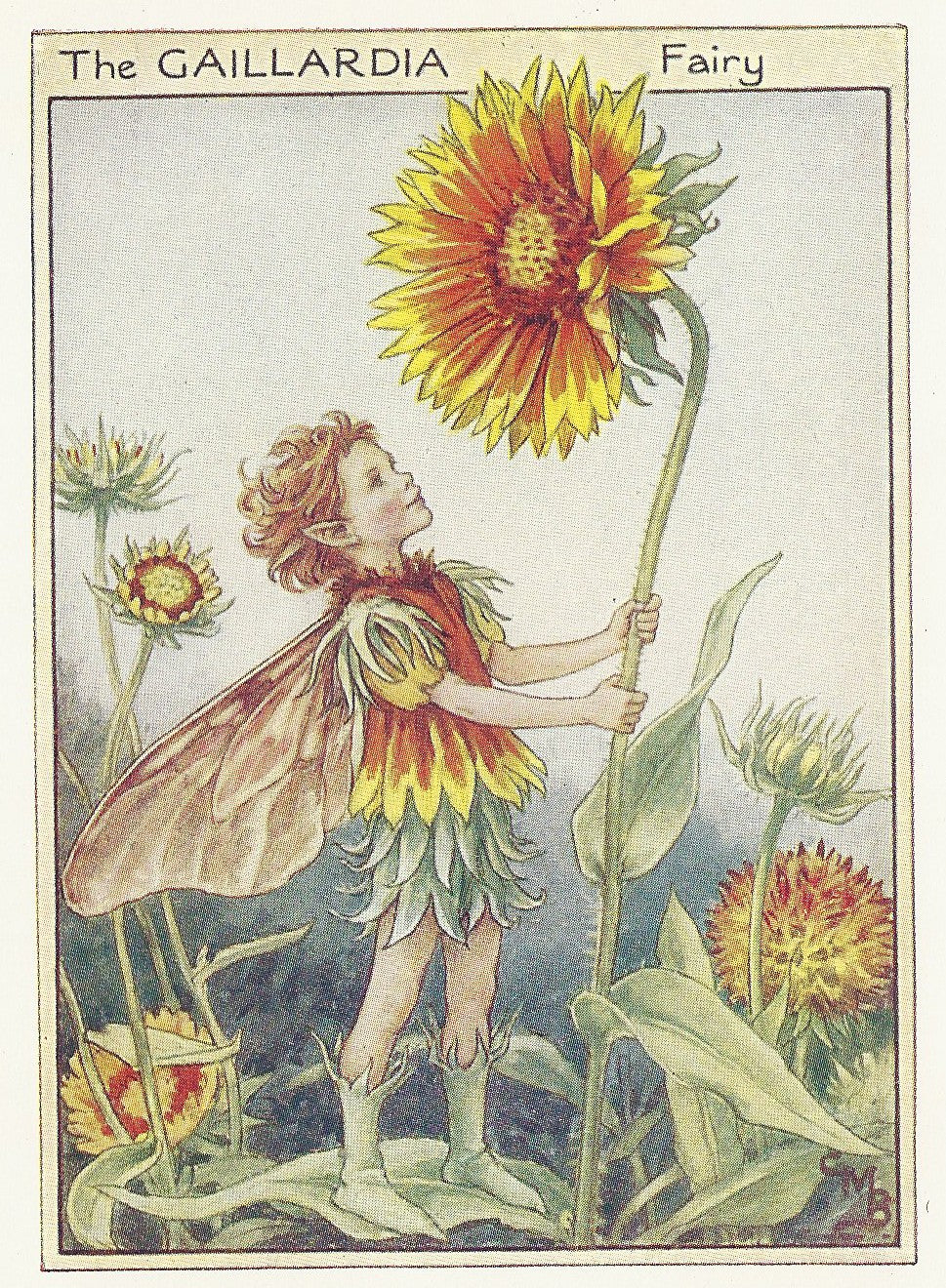 Gaillardia Flower Fairy of the Garden guaranteed vintage print