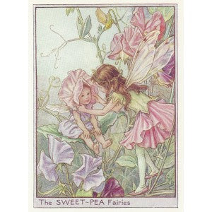 Sweet Pea Fairy Garden Flower Fairies old print