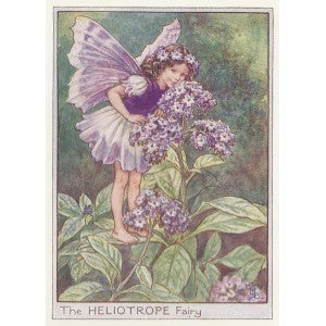 Heliotrope Flower Fairy guaranteed original vintage print