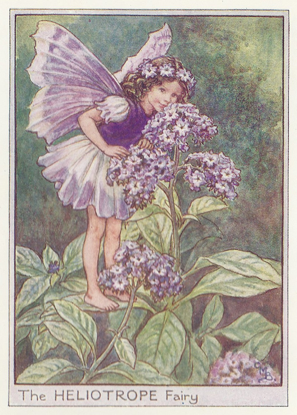 Heliotrope Flower Fairy guaranteed original vintage print