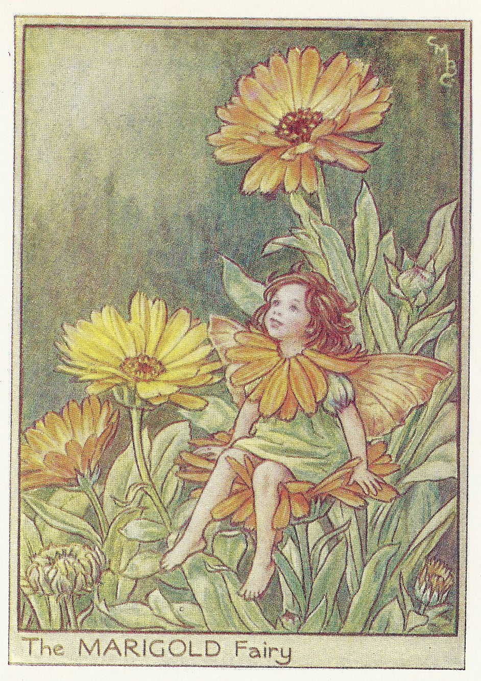 Marigold Fairy Flower Fairies original vintage print