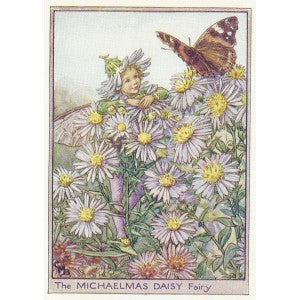 Michaelmas Daisy Flower Fairy and butterfly original vintage print