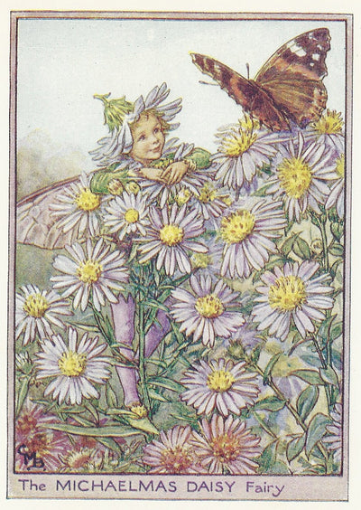 Michaelmas Daisy Flower Fairy and butterfly original vintage print