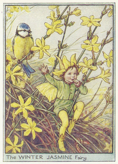 Jasmine Winter Garden Flower Fairy with blue tit vintage print