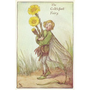 Flower Fairies Coltsfoot guaranteed vintage print for sale