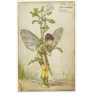Groundsel Flower Fairy guaranteed original vintage print for sale