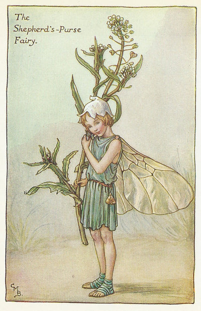 Shepherd's-Purse Flower Fairy guaranteed vintage print